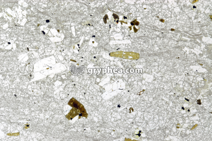 Rhyolite Santorin LPNA x4 - gryphea.com